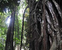L arbre qui avale les gens Siquijor-